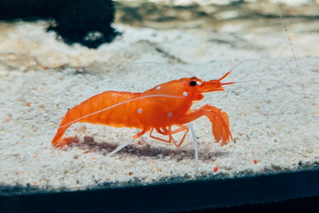 A close up of a small orange animal in the sand